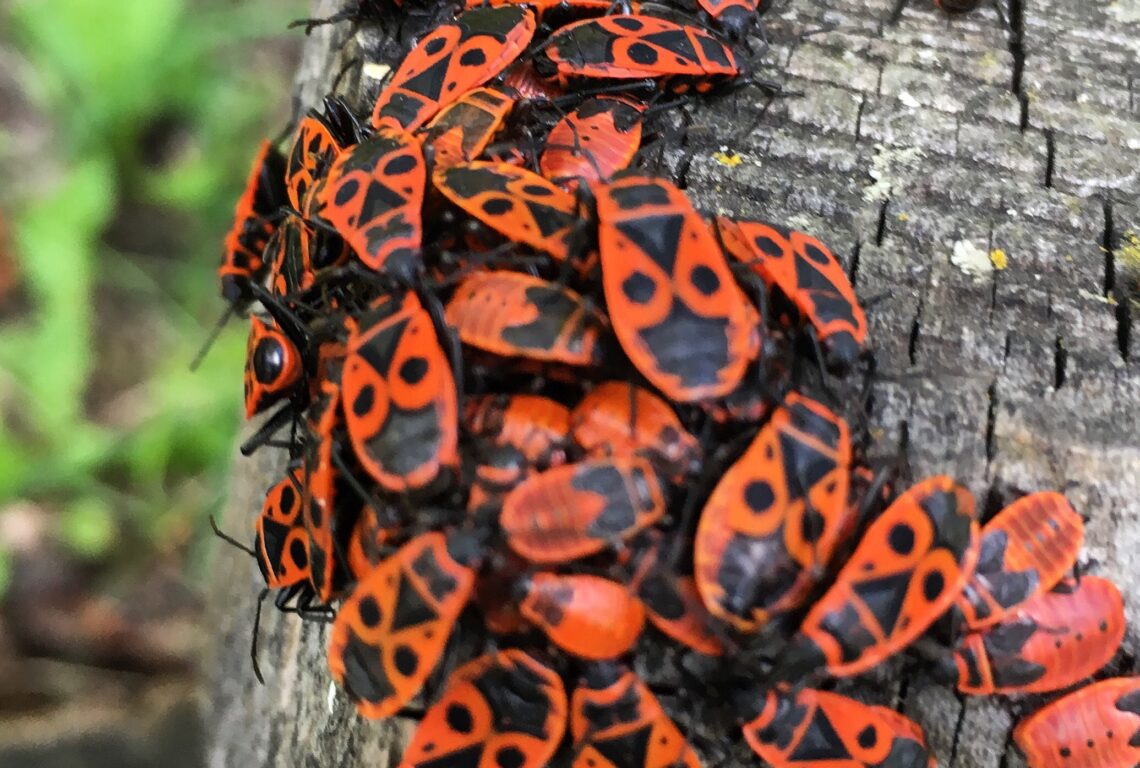 Natureporn Feuerkäfer